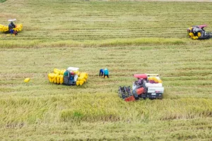 Nhộn nhịp mùa thu hoạch lúa ở Long An vào đầu năm mới