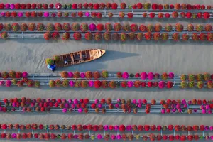 Nhộn nhịp Làng hoa Sa Đéc ngày giáp tết