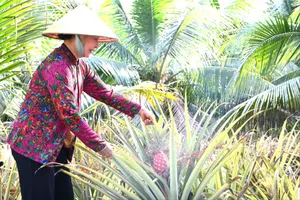 Thu nhập hàng chục triệu đồng nhờ trồng khóm son chung tết