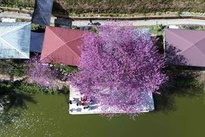 Du khách say đắm sắc hoa mai anh đào nở rộ ở Đà Lạt