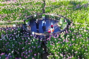 Nhiều người 'check in' cánh đồng hoa Túy điệp giữa trung tâm TP Đà Lạt