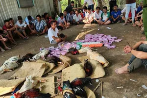 Long An triệt phá ổ đá gà quy mô lớn, thu giữ trên 300 triệu đồng