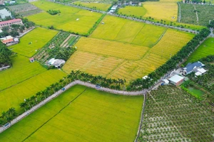 Hàng cau vua Long An: “Dải lụa xanh” giữa đồng lúa