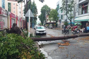 Mưa lớn ở Long An làm cây đổ, đường ngập