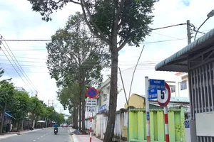 Tây Ninh: Nguy cơ rình rập từ hàng cây xanh cao vút giữa mùa mưa bão