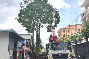 Hàng cây xanh cao vút ở Tây Ninh đã cắt tỉa sau phản ánh của Báo Pháp luật TP.HCM