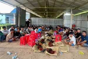 trường gà quy mô lớn