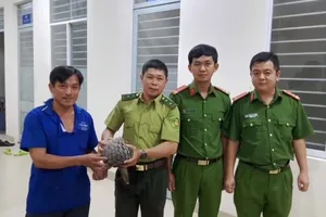 Bắt gặp con tê tê gần 4kg, người dân ở Tây Ninh giao nộp cho công an