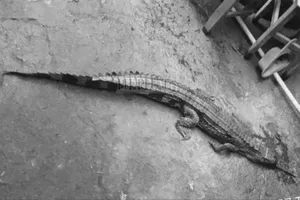 Vụ thầy giáo bị cá sấu sổng chuồng cắn ở Tây Ninh: Dấu hiệu vi phạm của chủ nuôi