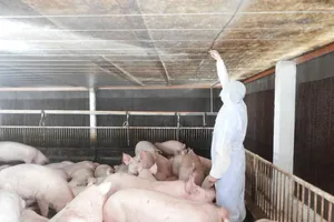 Nhiều ổ bệnh dịch tả lợn châu Phi xuất hiện ở Tây Ninh