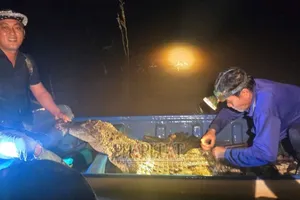 Người dân Tây Ninh bắt được cá sấu nặng 37kg trên sông biên giới