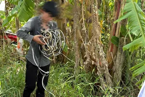 Nạn trộm thiết bị xông đèn “bủa vây” vườn thanh long ở Tây Ninh và Đồng Tháp