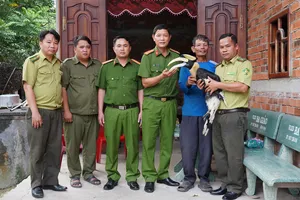 Người dân giao nộp chim hồng hoàng quý hiếm cho kiểm lâm