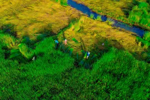 Ngắm vẻ đẹp xanh mùa thu hoạch cỏ bàng 