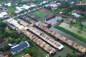 Tây Ninh: Mùi hôi, ruồi nhặng bủa vây vì trại gà giữa khu dân cư