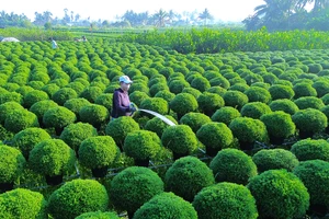 Cận Tết Bính Ngọ 2026, Làng hoa Chợ Lách rộn ràng vào mùa