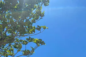 Ngắm 'khủng long, cá heo' trên đỉnh Tà Xùa, Sơn La 