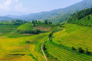 Ngắm ruộng bậc thang ở Nậm Cang, Sa Pa mùa lúa chín 