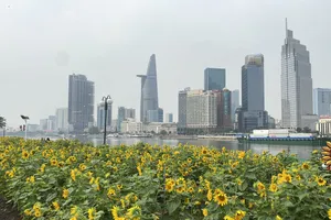 TP.HCM tiếp tục trồng 20.000 cây hoa hướng dương đón Tết Giáp thìn 2024