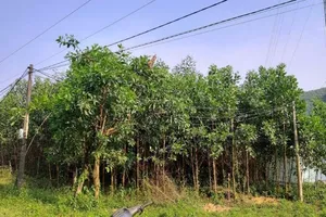 Nhân viên VNPT bị điện giật chết khi đang kéo cáp viễn thông