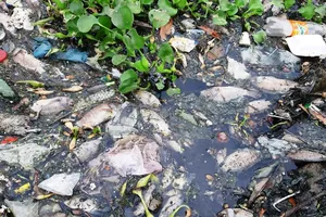 Người dân đóng kín cửa vì cá chết trên kênh bốc mùi nồng nặc