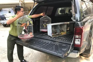 Kiểm lâm thả hàng chục con chim về môi trường tự nhiên