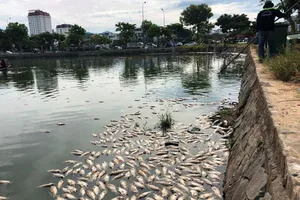 Hàng tấn cá chết nổi trắng hồ, bốc mùi giữa trung tâm Đà Nẵng