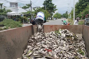 Cá chết nổi trắng, bốc mùi tại hồ điều tiết ở Đà Nẵng