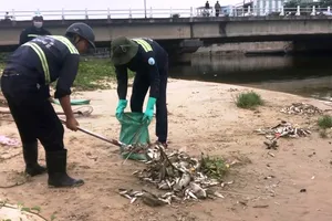 Cá chết nổi trắng cửa sông trôi ra biển ở Đà Nẵng