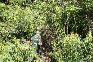 Lùng sục sâu trong rừng Hải Vân bắt kẻ trốn trại giam