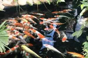 Trộm 7 con cá Koi 100 triệu về bán, cá chết đem nướng ăn