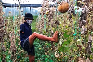 Anh nông dân cụt 2 tay trồng dưa lưới trắng tay vì COVID-19