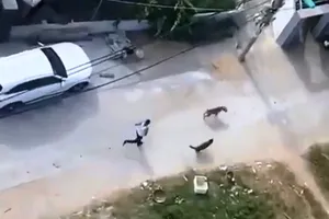 Người thả chó cắn hàng xóm bị đề nghị truy tố tội giết người