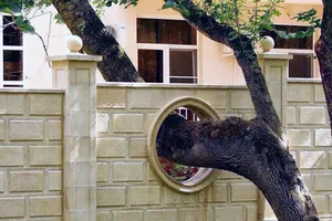 Cấm kị về cây cối trong phong thủy nhà ở