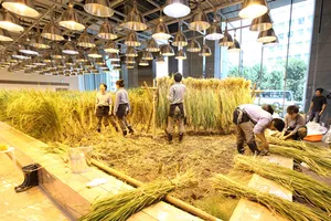 Nhật Bản thiết kế ruộng lúa ngay trong tòa nhà 9 tầng