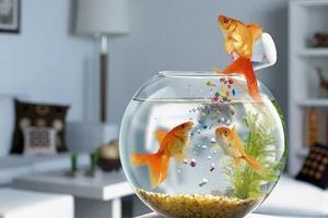 Những vị trí tuyệt đối tránh khi đặt bể cá trong nhà