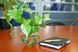 Lưu ý phong thủy thu hút tài lộc vào nhà trong năm mới