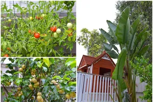 Hồng Ngọc khoe vườn rau tại Mỹ quanh năm ăn chẳng hết 