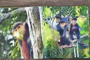 Triển lãm báu vật Sơn Trà lần đầu tiên tại đường sách 