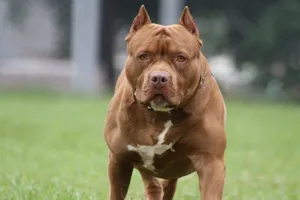 Chó pitbull cắn người: Đừng để chó là hung khí, chủ nuôi thành hung thủ