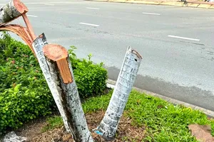 Vì sao chặt 9 cây cau kiểng lại bị khởi tố?