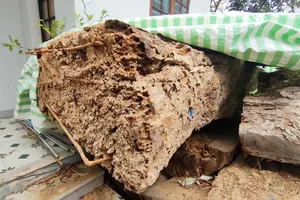 Bạn đọc nêu quan điểm vụ đào cây gỗ lạ sau đó bị xử phạt