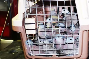 Chim cu ngói không phải loài quý hiếm, vì sao tàng trữ lại bị phạt?