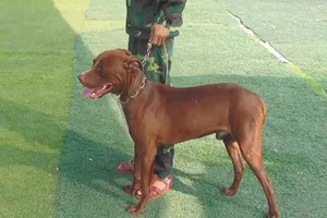 Coi chừng chó Pitbull cắn chết người 