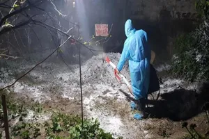 Dừng chuyển lợn, thịt lợn ra khỏi nơi có dịch tả lợn châu Phi 