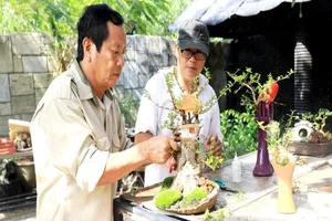 Gặp người sở hữu bộ sưu tập bonsai mini kỷ lục thế giới 