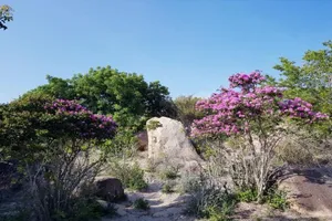 Tháng 5 tím ngát miền bằng lăng Phước Trung, Ninh Thuận 