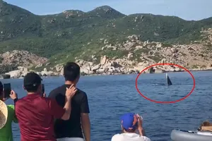 Du khách thích thú ngắm cá voi săn mồi ở vịnh Cam Ranh