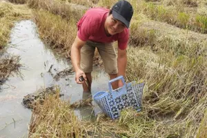 Về quê lội ruộng bắt cá nướng trui 