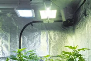 Mang họa vì thuê nhà qua môi giới